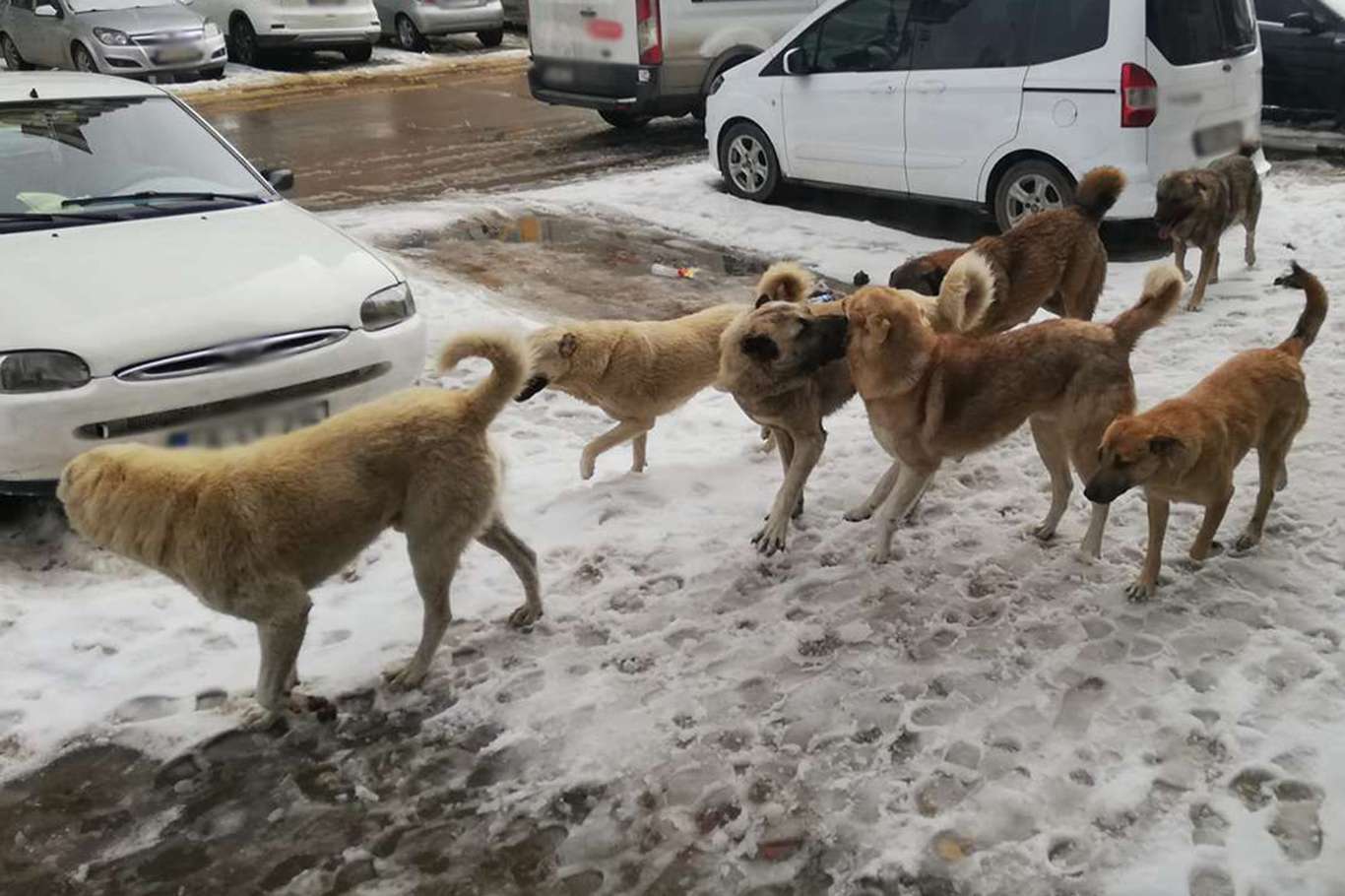 Van'da 7 köpek kız öğrenciye saldırdı Van'da 7 köpek kız öğrenciye saldırdı